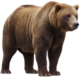 a brown bear standing next to a white background.jpg